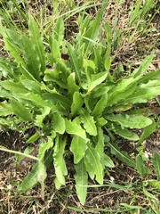 Crepis biennis