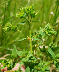 Hypericum × desetangsii