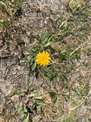 Scorzoneroides autumnalis