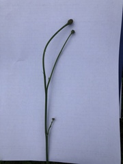 Crepis biennis