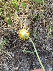 Scorzoneroides autumnalis