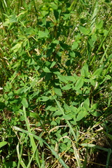 Hypericum × desetangsii