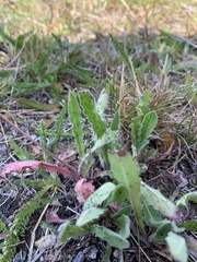 Scorzoneroides autumnalis