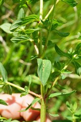 Hypericum × desetangsii