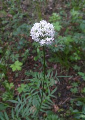 Valeriana alternifolia