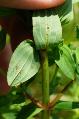 Hypericum × desetangsii