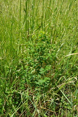 Hypericum × desetangsii