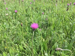 Cirsium dissectum