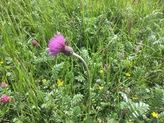 Cirsium dissectum