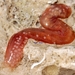 Stiff Sea Cucumber - Photo (c) WoRMS for SMEBD, some rights reserved (CC BY-NC-SA)