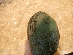 Utterbackia imbecillis