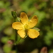 Japanese St. Johns Wort - Photo (c) 葉子, some rights reserved (CC BY-NC), uploaded by 葉子