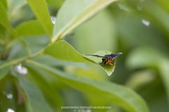 Scrobigera albomarginata