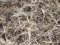 Astragalus stenoceras