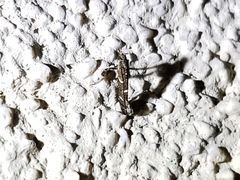 Caloptilia triadicae