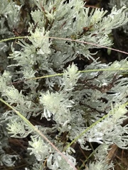 Artemisia rigida