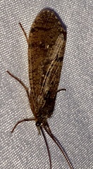 Ptilostomis ocellifera