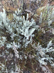 Artemisia rigida