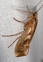 Limnephilus rhombicus