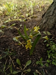 Gagea lutea
