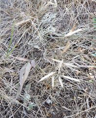 Astragalus stenoceras