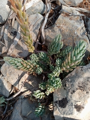 Petrosedum sediforme