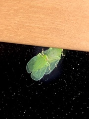 Tropiduchinae