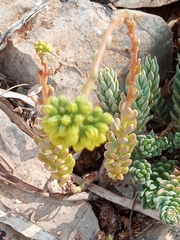 Petrosedum sediforme