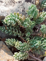 Petrosedum sediforme