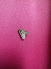 Agrotis exclamationis