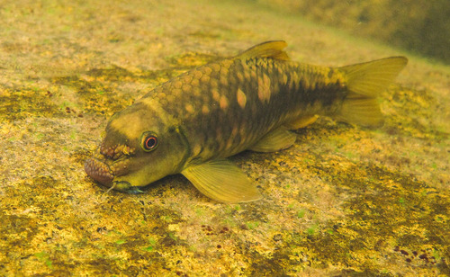 Oosterse zuigbarbeel (Garra orientalis) — Cyprinidae