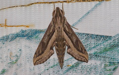 Hippotion velox