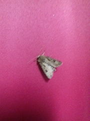 Agrotis exclamationis