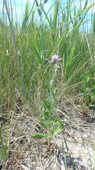 Cirsium arvense vestitum
