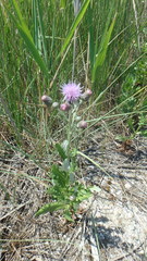 Cirsium arvense vestitum