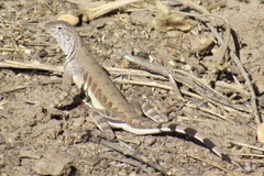 Callisaurus draconoides ventralis