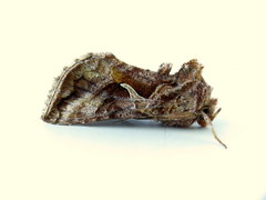 Autographa rubidus