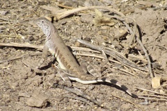 Callisaurus draconoides ventralis