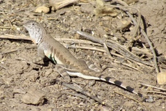 Callisaurus draconoides ventralis
