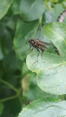 Hydrophoria lancifer