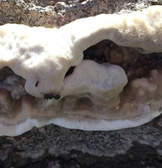 Meranoplus peringueyi