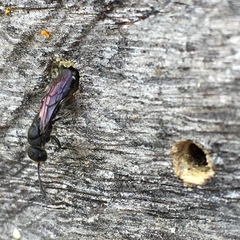 Sapygina decemguttata