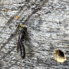 Sapygina decemguttata