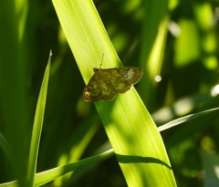 Crocidophora serratissimalis