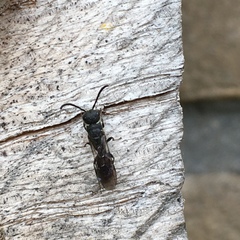 Sapygina decemguttata