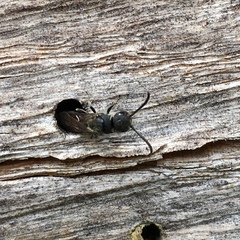 Sapygina decemguttata