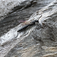 Sapygina decemguttata