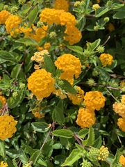 Lantana