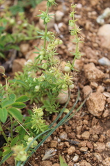 Galium tricornutum