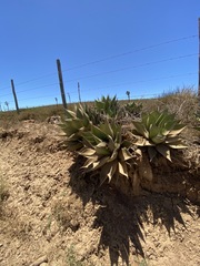 Agave shawii shawii